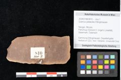 Foto (Objekt + Etikett) von Quercus palaeoilex Ettingshausen (NHMW-GEO-2024-0188-0810)